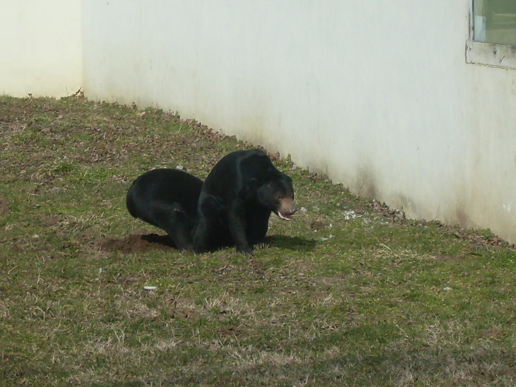 Malayan sun bear