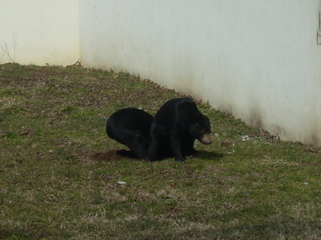 Malayan sun bear