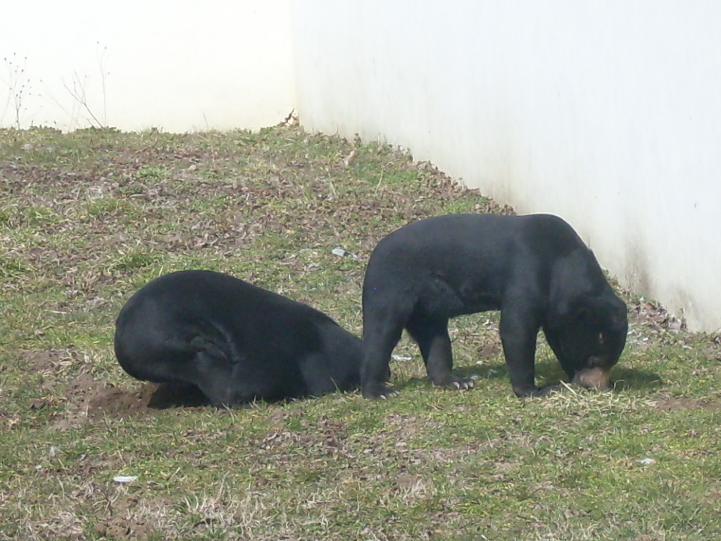 Malayan sun bear
