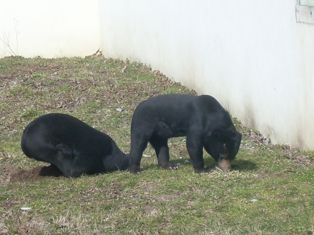 Malayan sun bear