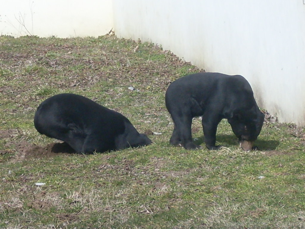 Malayan sun bear