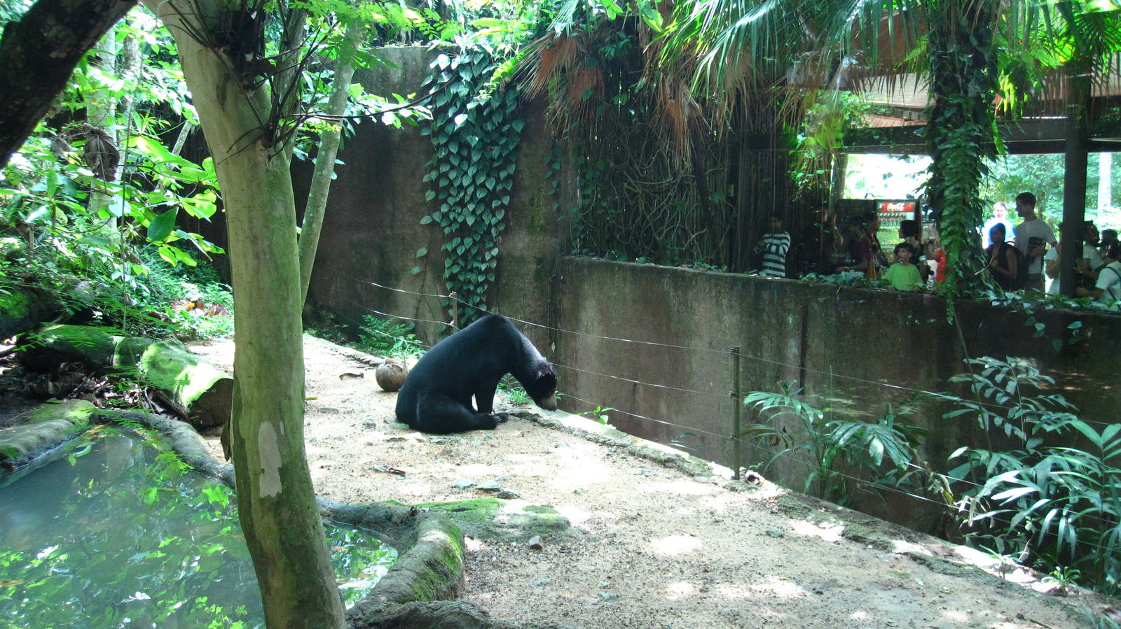 Malayan Sun Bear