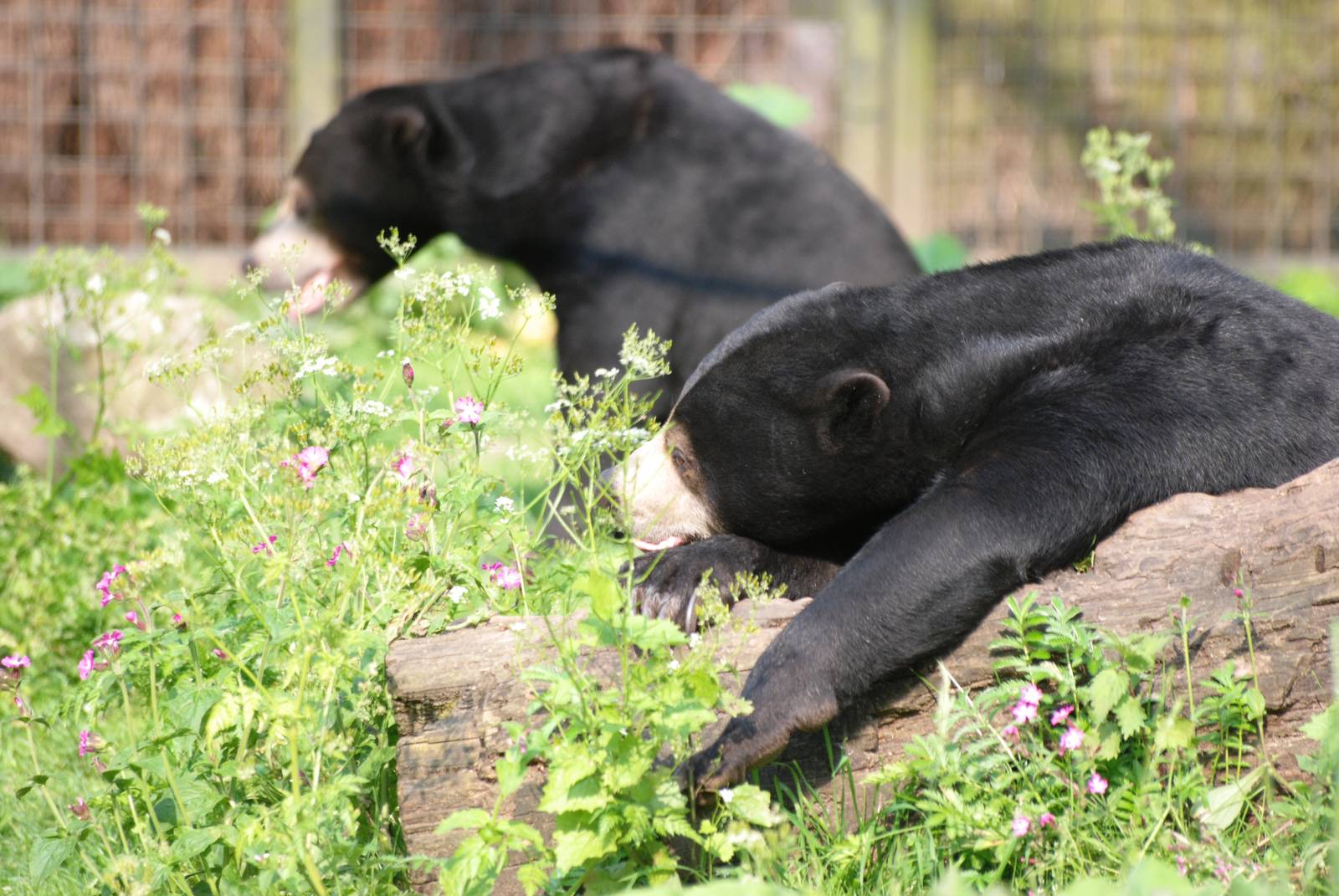 Malayan Sun Bears at Burgers Zoo Arnhem, 30/05/12