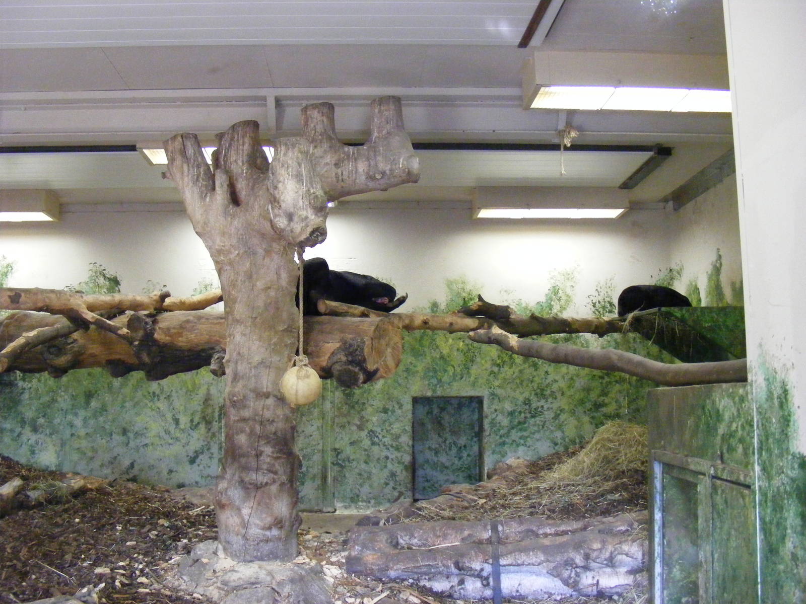 Malayan sun bears at Edinburgh Zoo, 2 October 2010