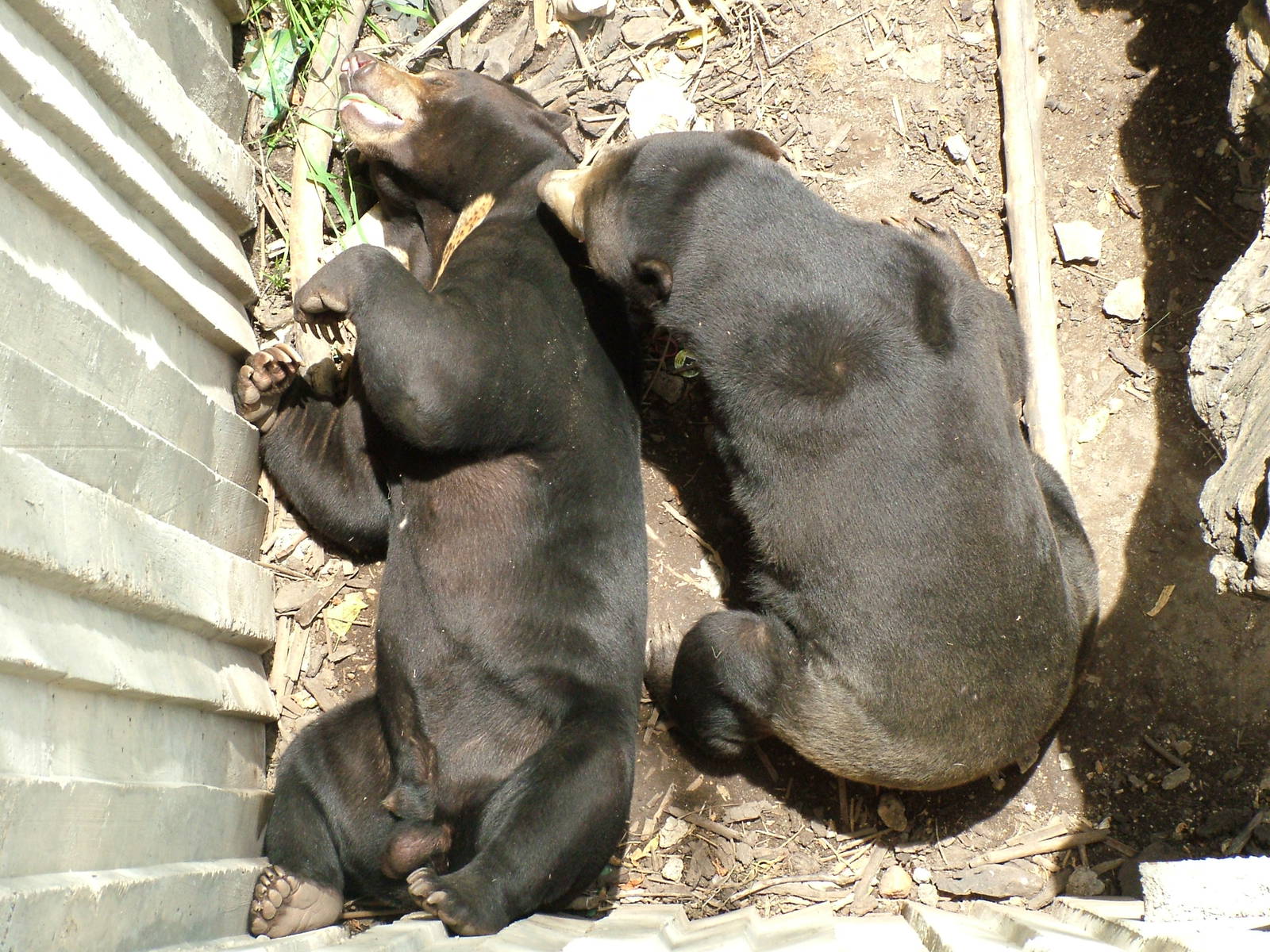 Malayan Sun Bears at Madrid Zoo Aquarium, 26/05/11