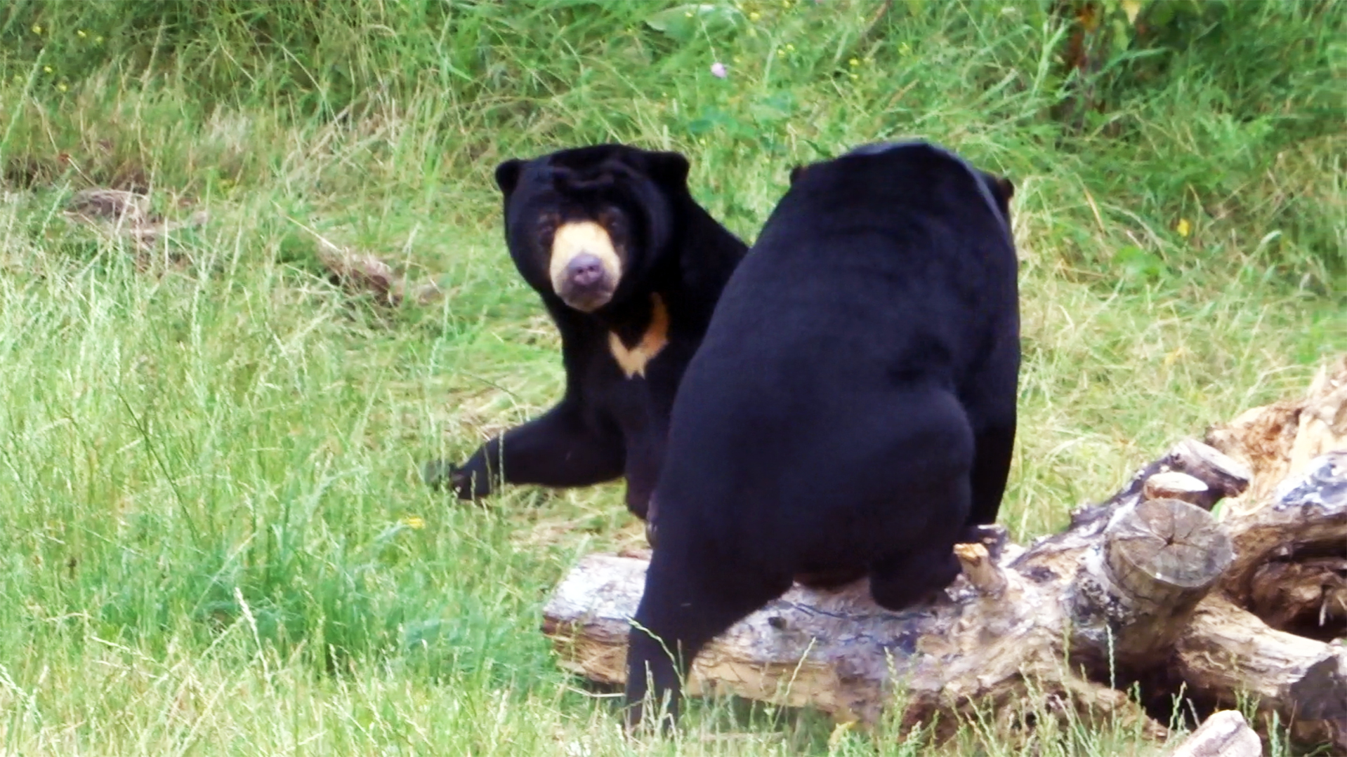 Malayan Sun Bears sparring, July 2019