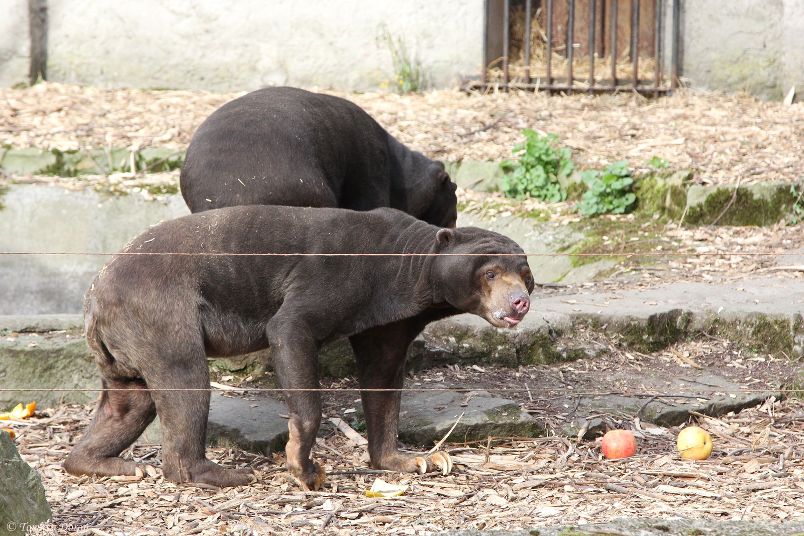 Malayan Sun Bears