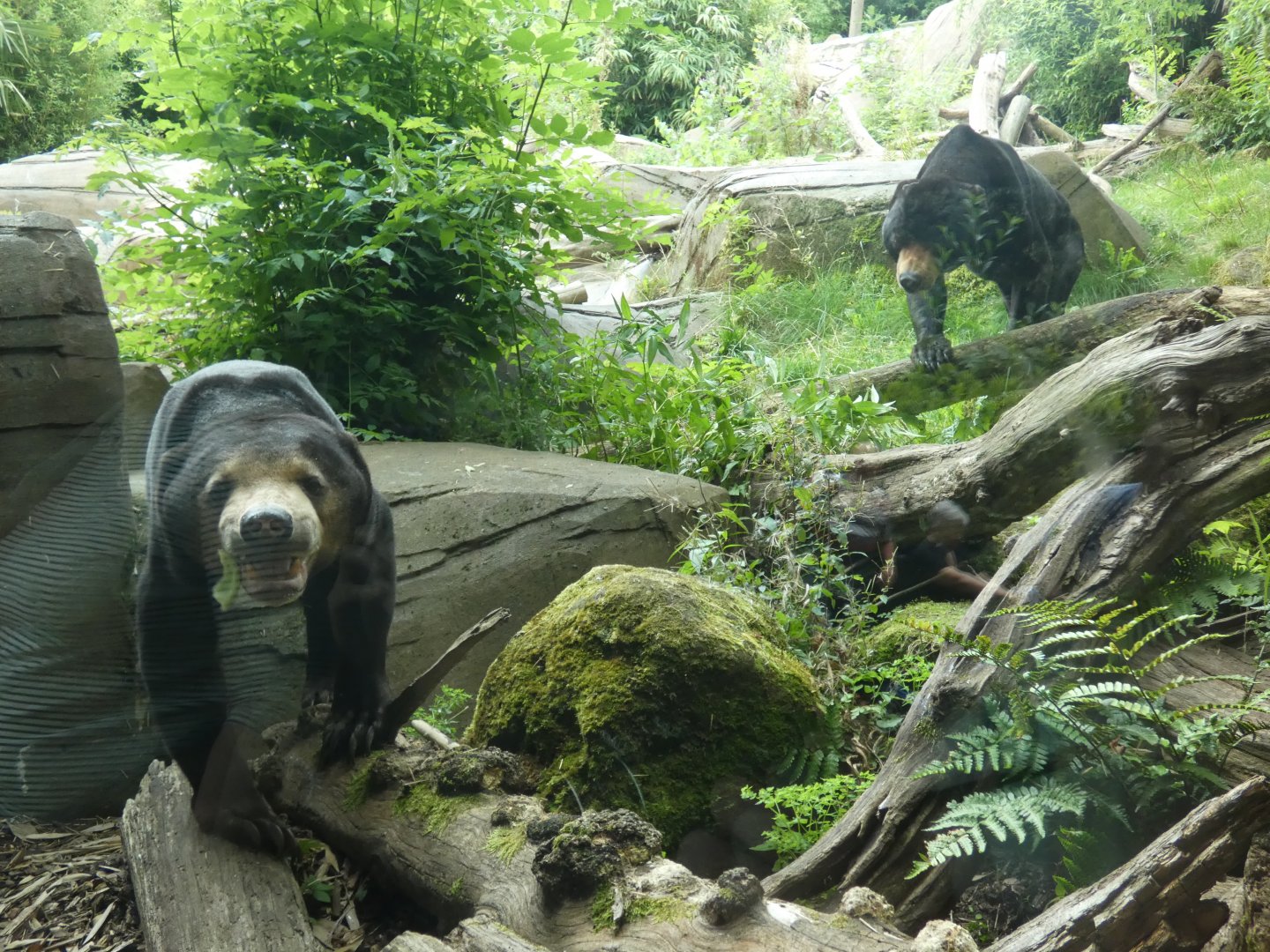 Malayan sun bears
