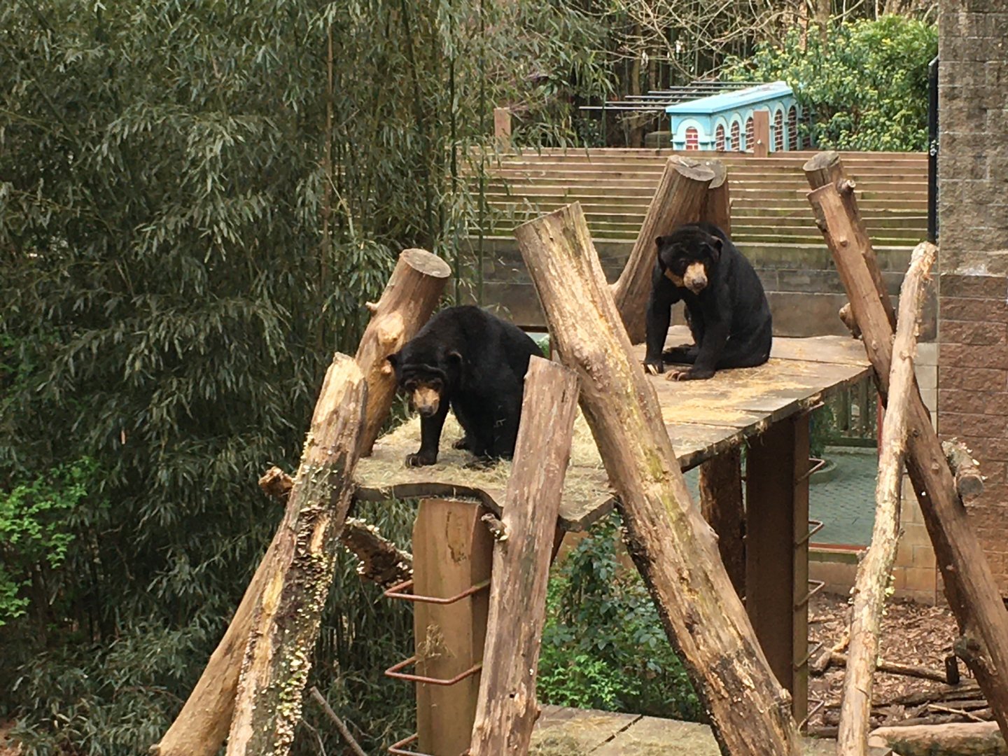Malayan sun bears