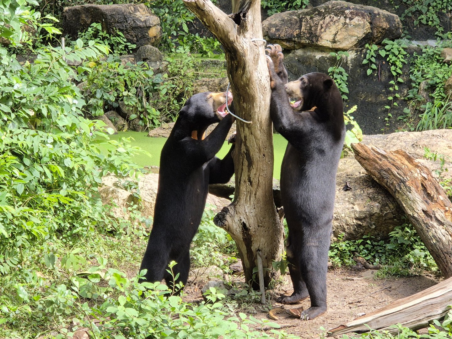 Malayan Sun Bears