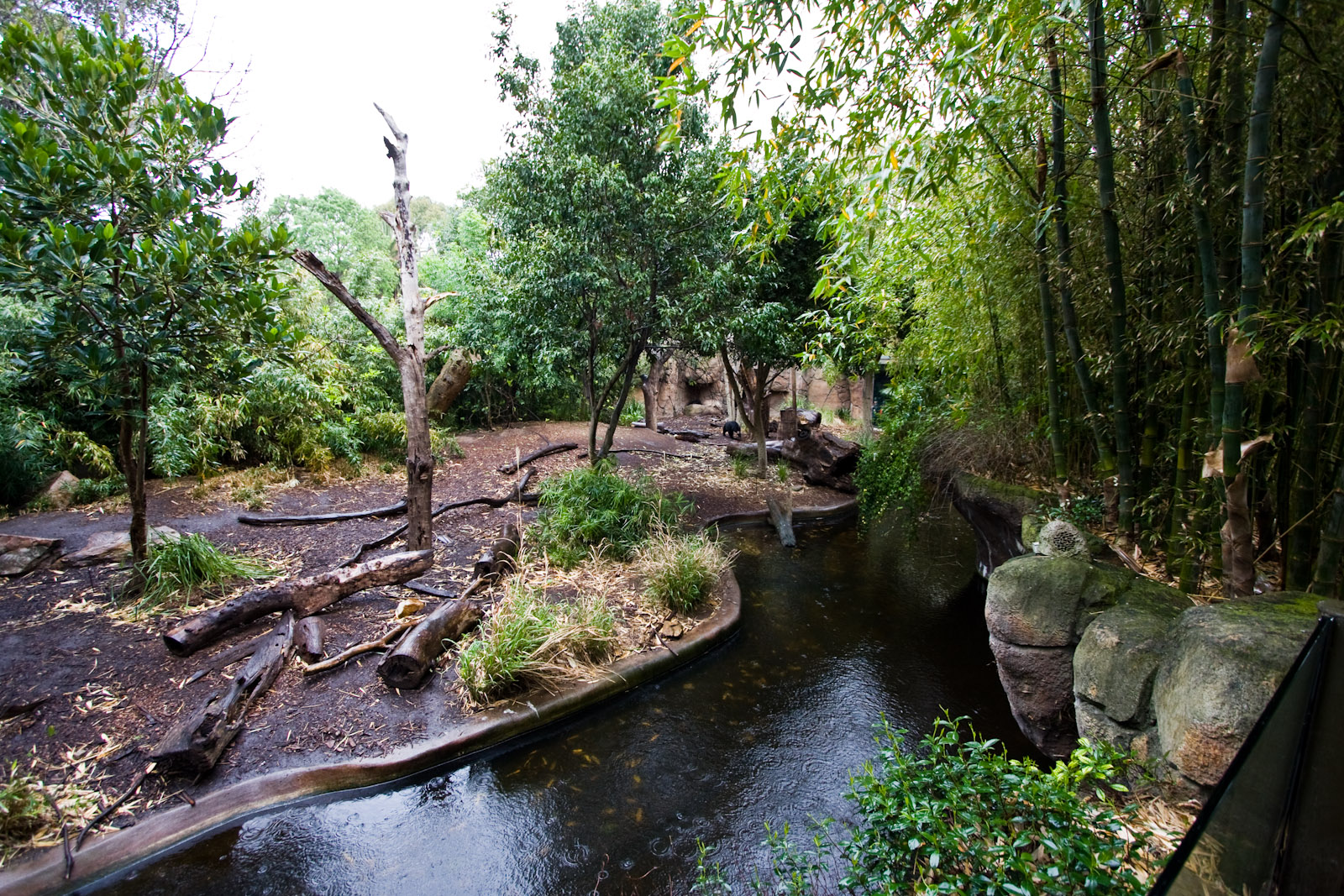 Malayan Sunbear - Sep 2008