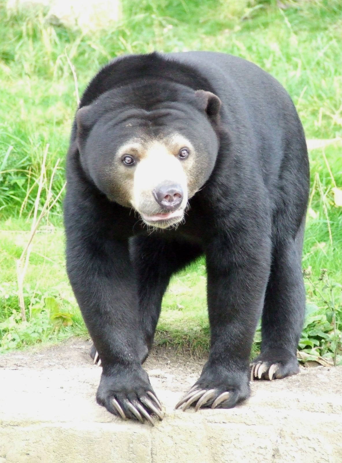 Malayan Sunbear