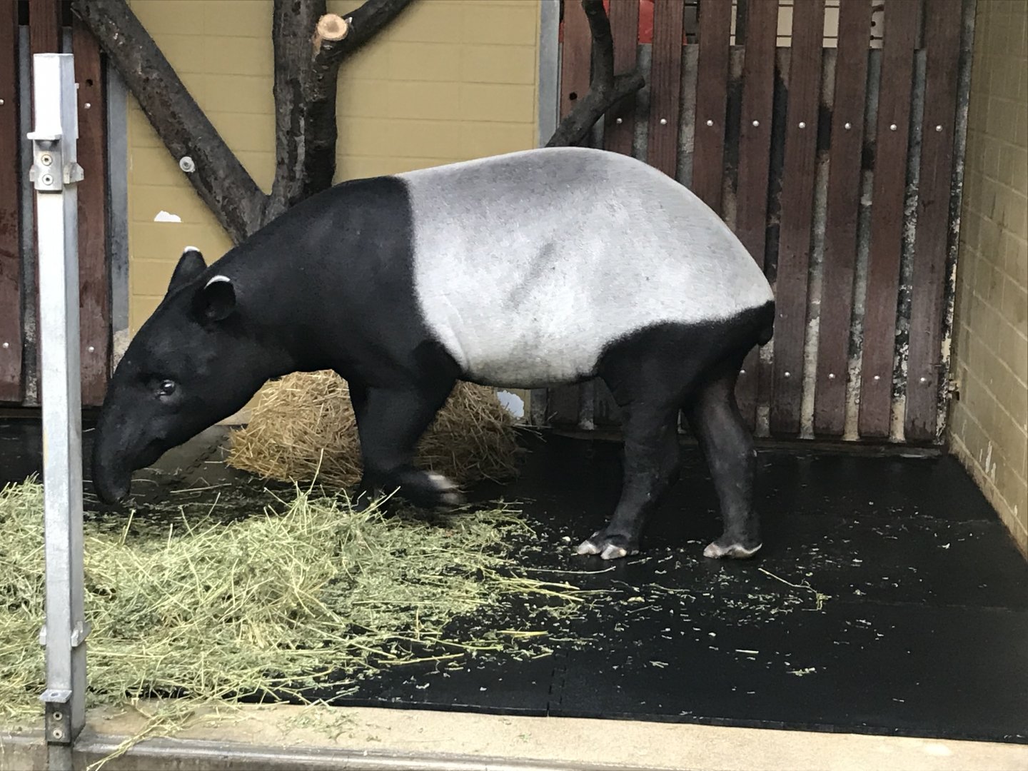 Malayan tapir 011218