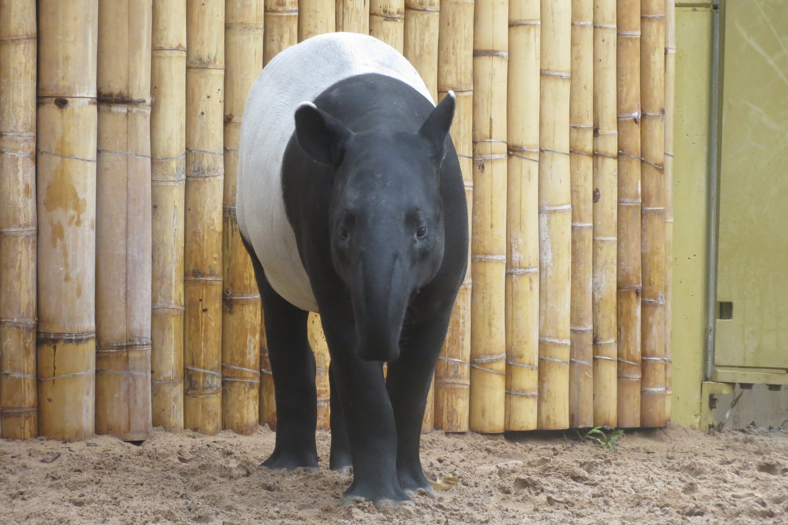 Malayan tapir 031218