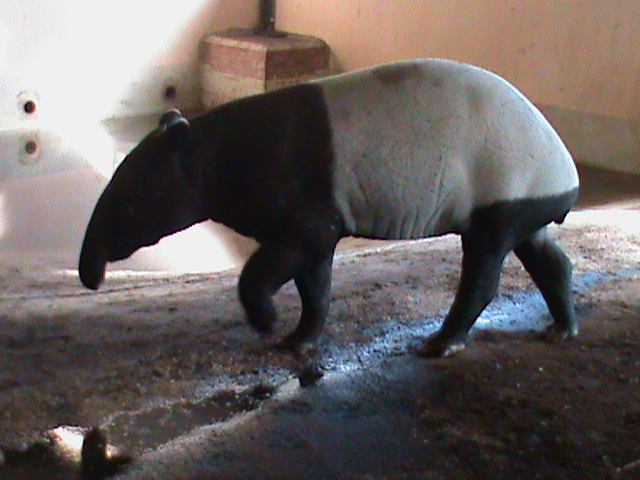 malayan tapir 070311