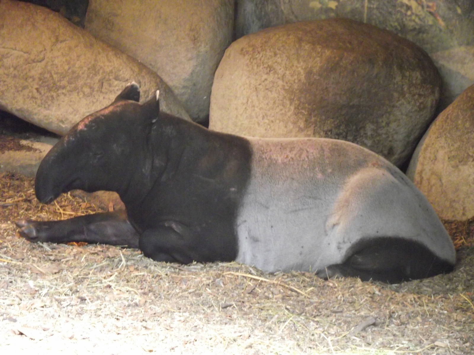 malayan tapir 070511