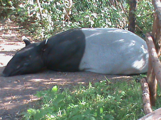 malayan tapir 140911