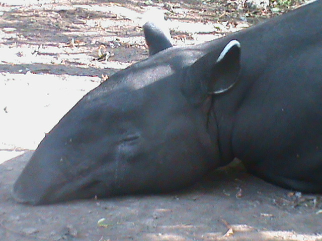 malayan tapir 140911