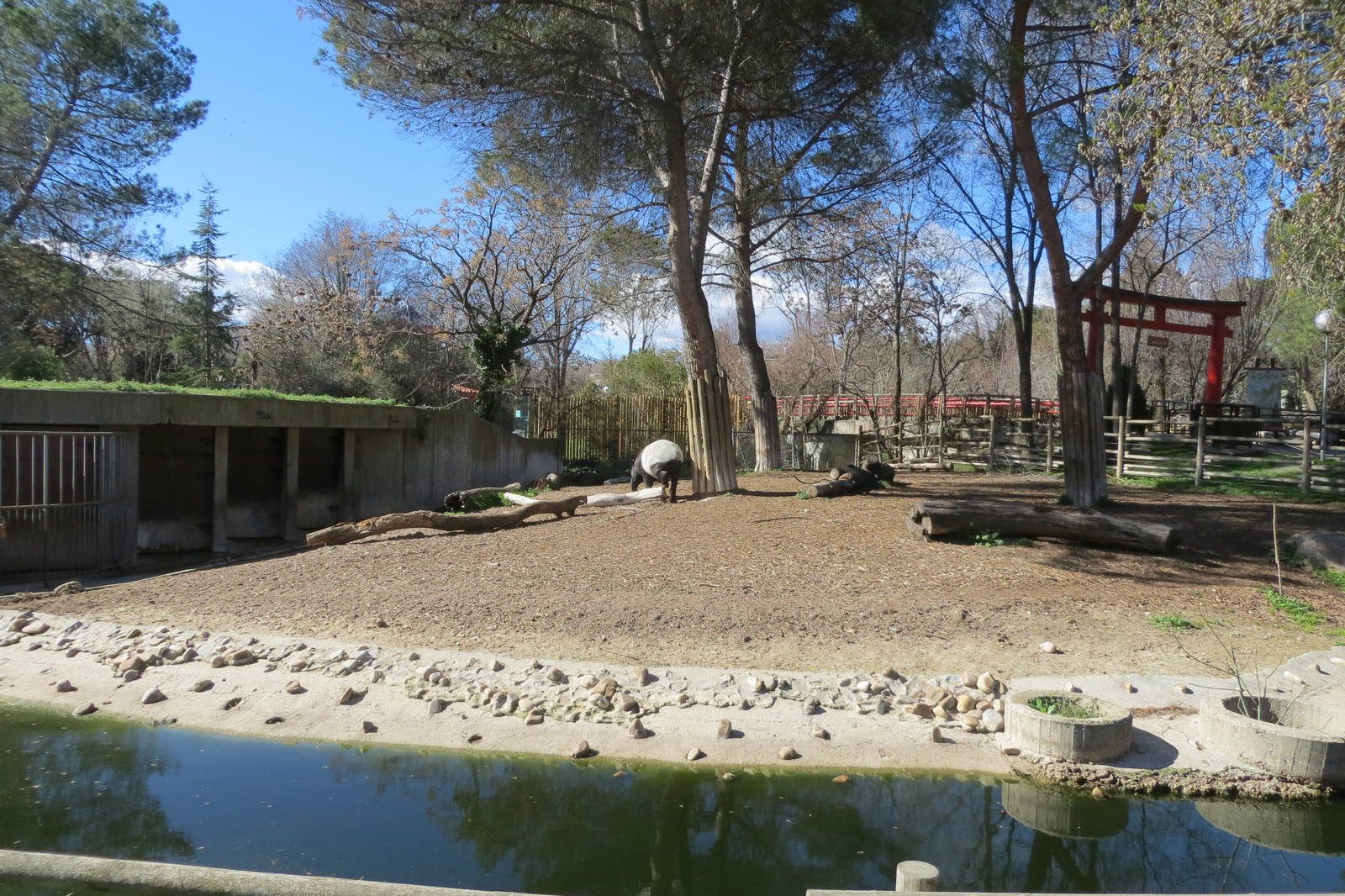 Malayan Tapir 150216