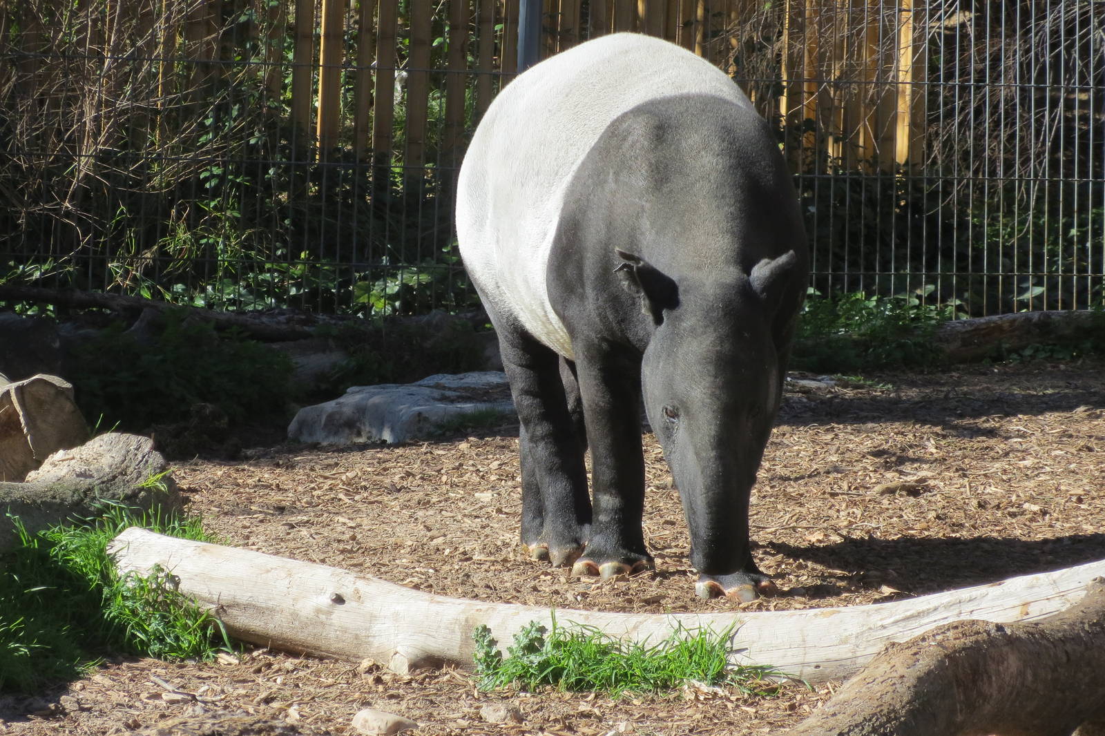 Malayan Tapir 150216