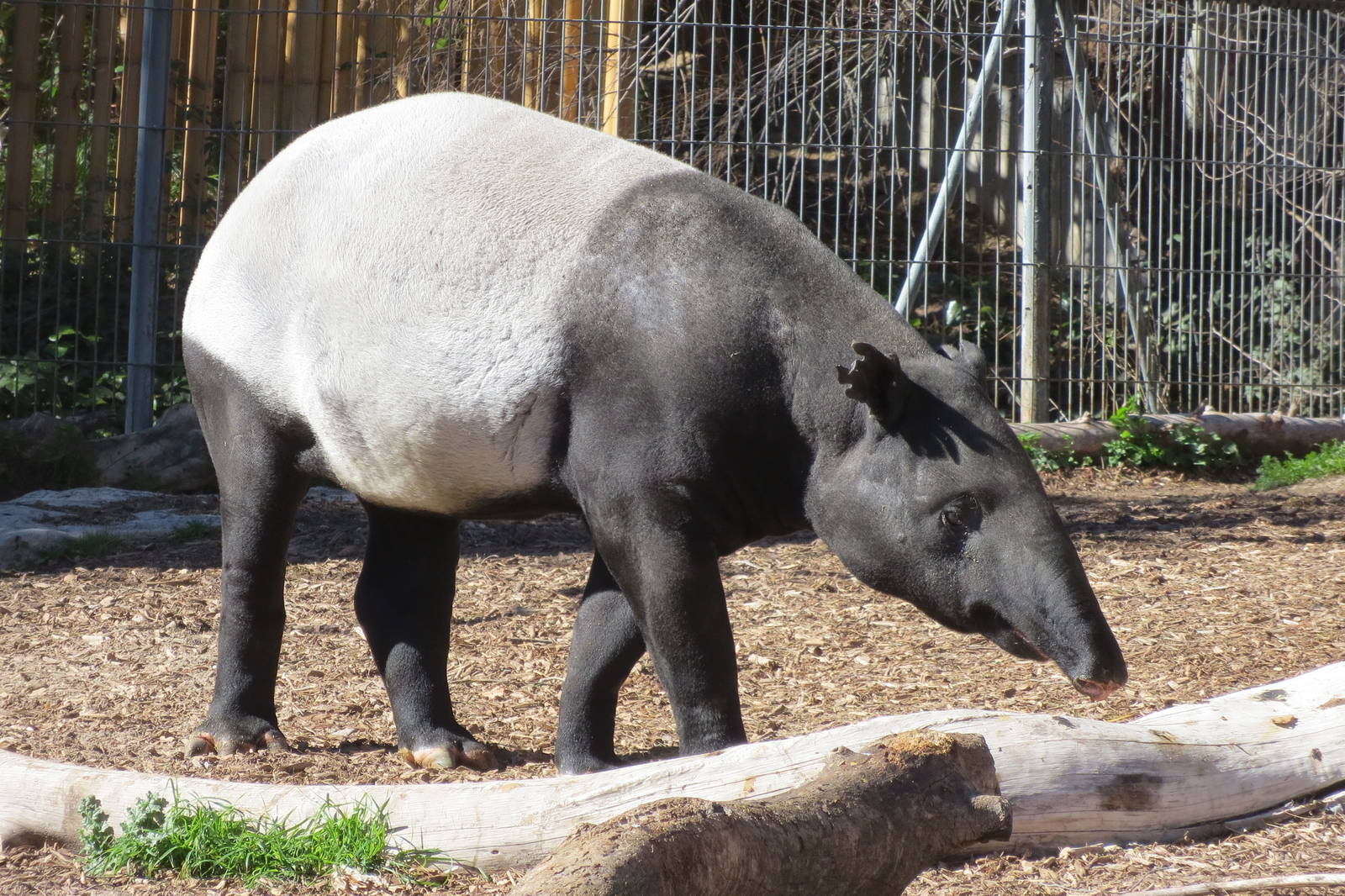 Malayan Tapir 150216