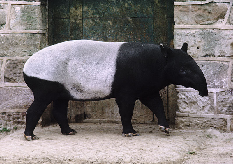 Malayan tapir 1973