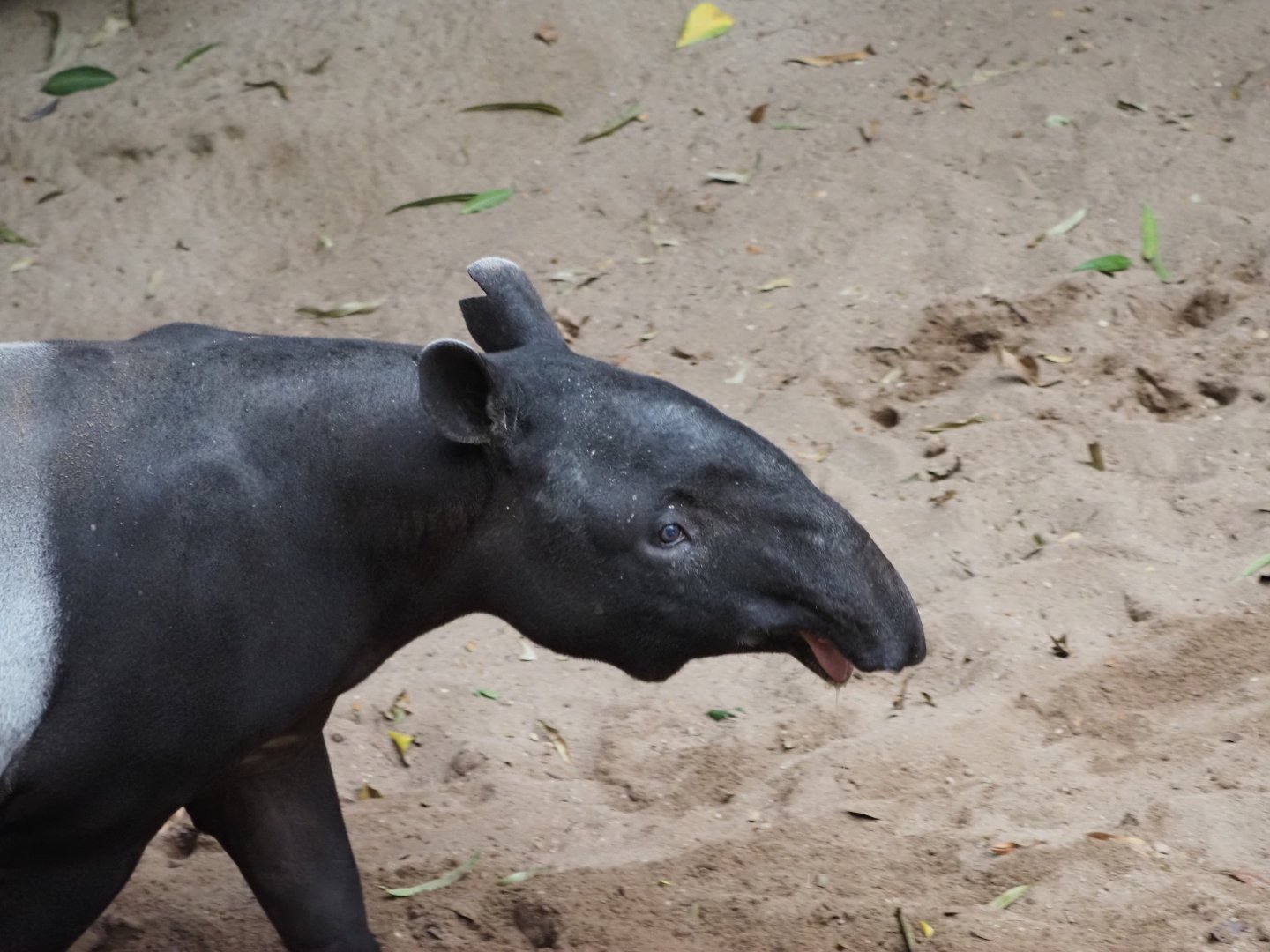 Malayan Tapir 2