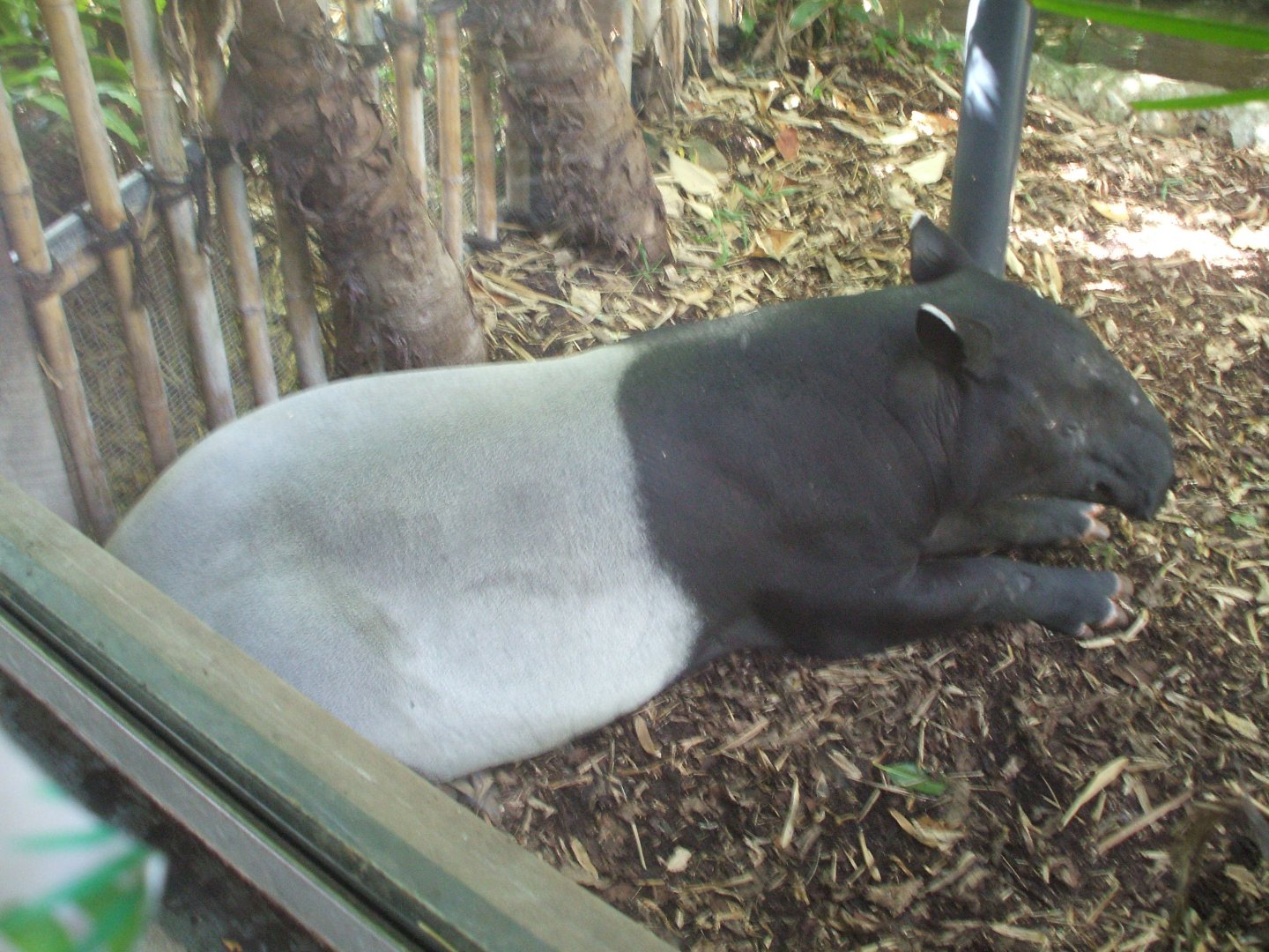 Malayan Tapir, 2012