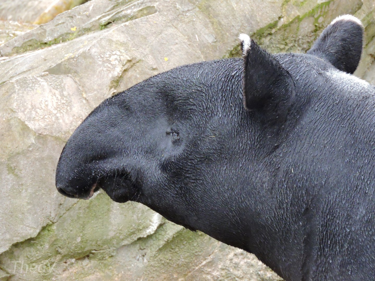 Malayan tapir [2015]