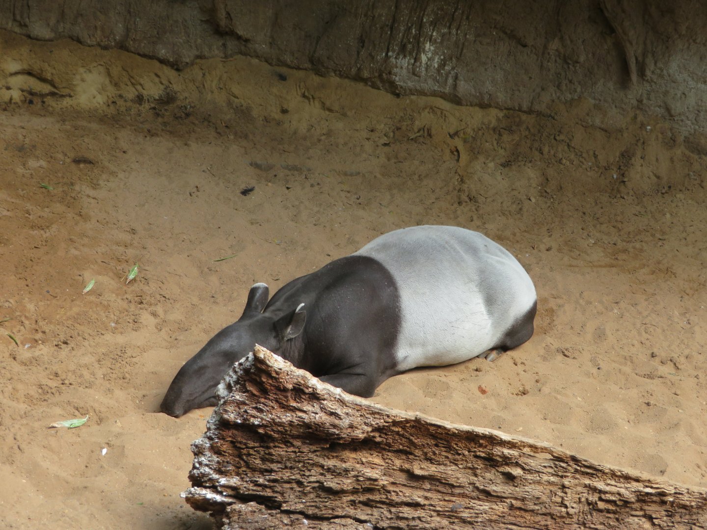 Malayan Tapir (2019)