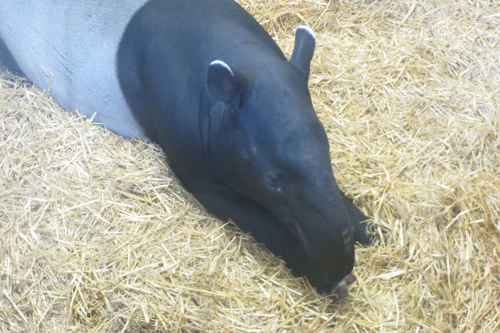 Malayan Tapir 240815