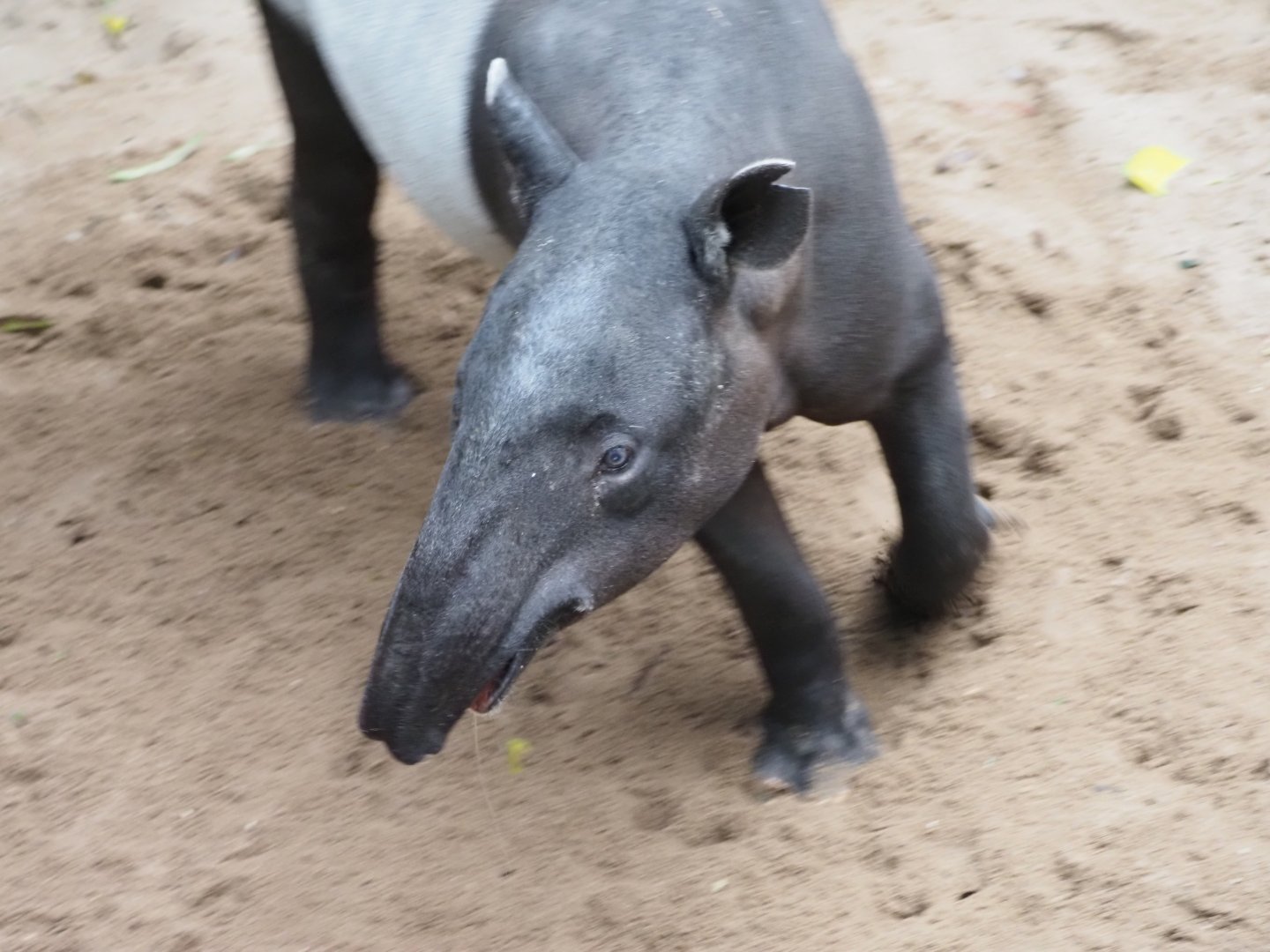 Malayan Tapir 3