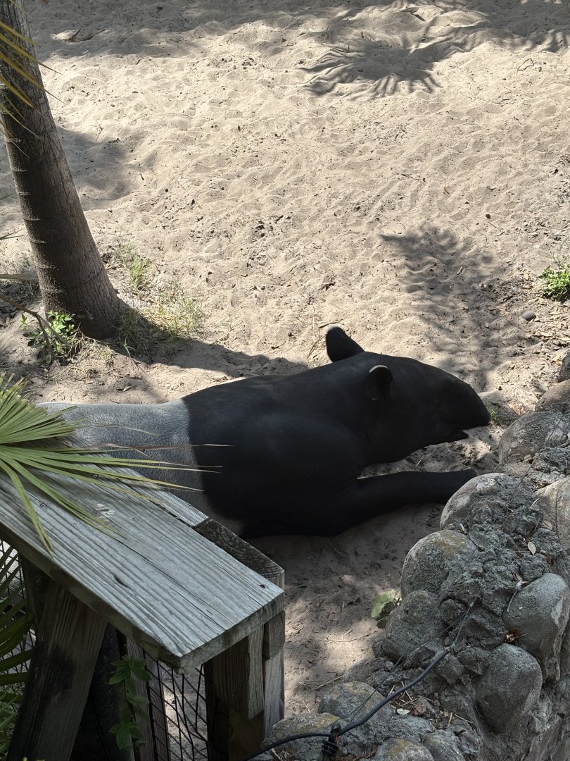 Malayan Tapir - 5/27/2025