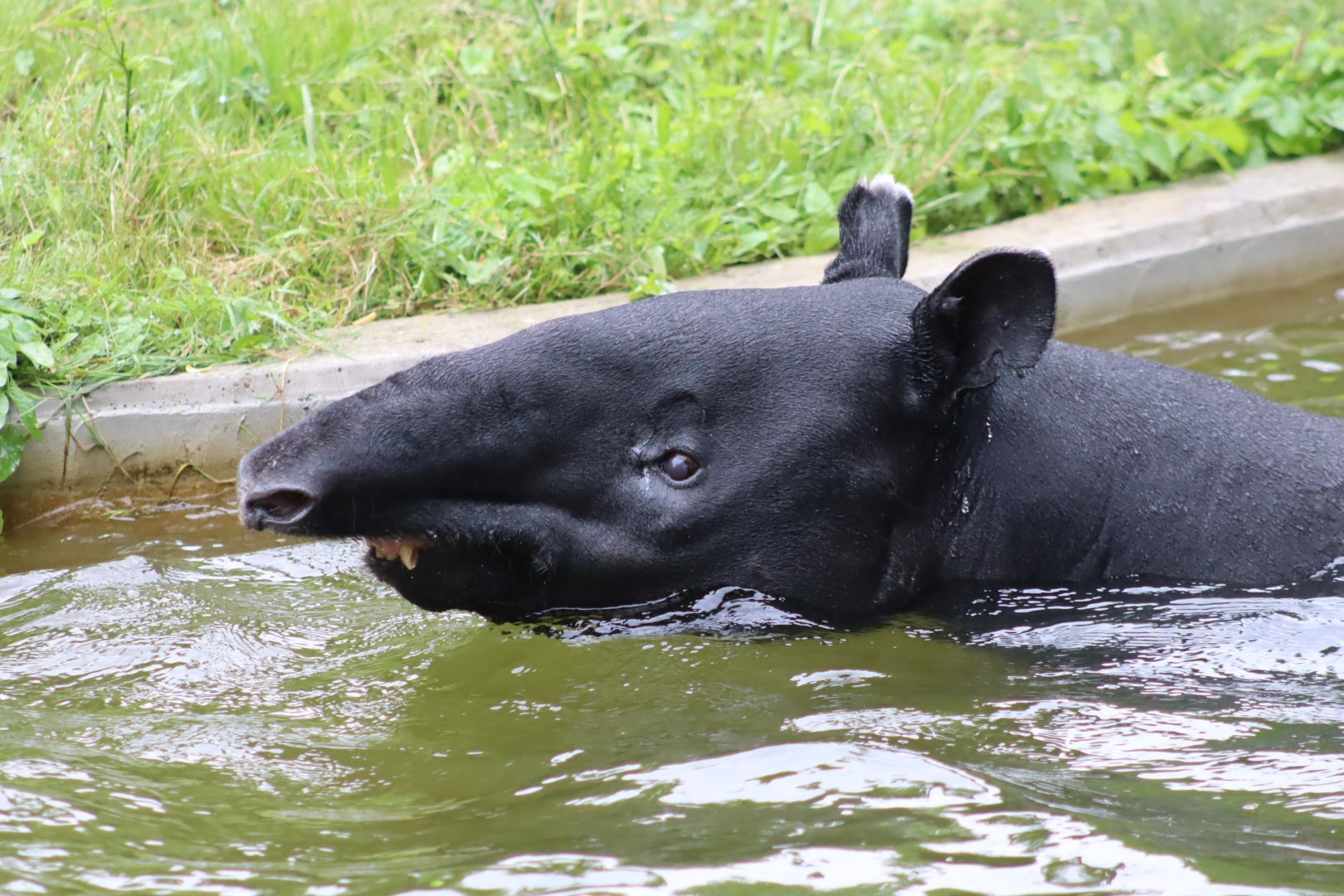 Malayan Tapir - 6th July 2024