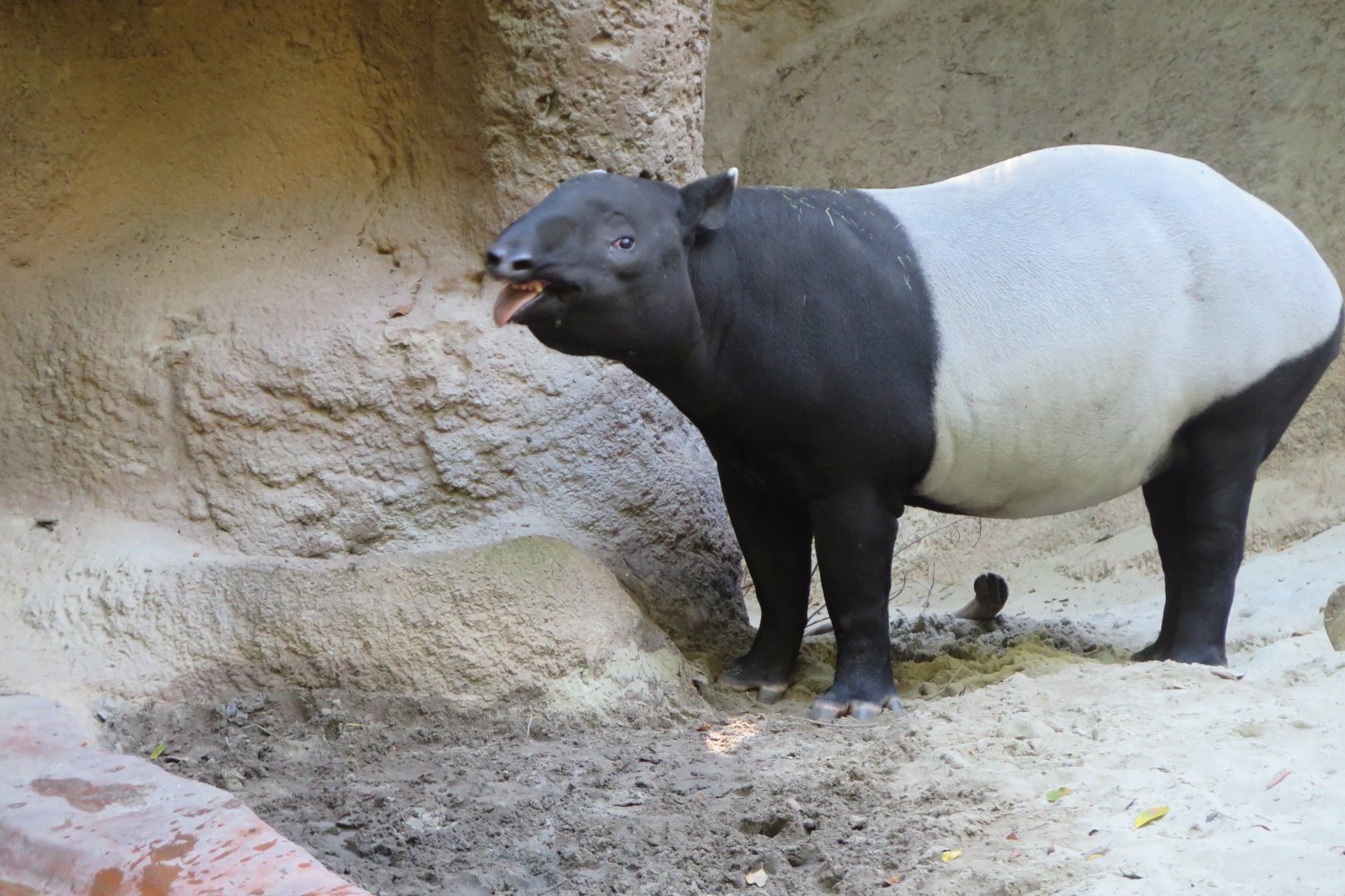 Malayan Tapir(8/23/2024)