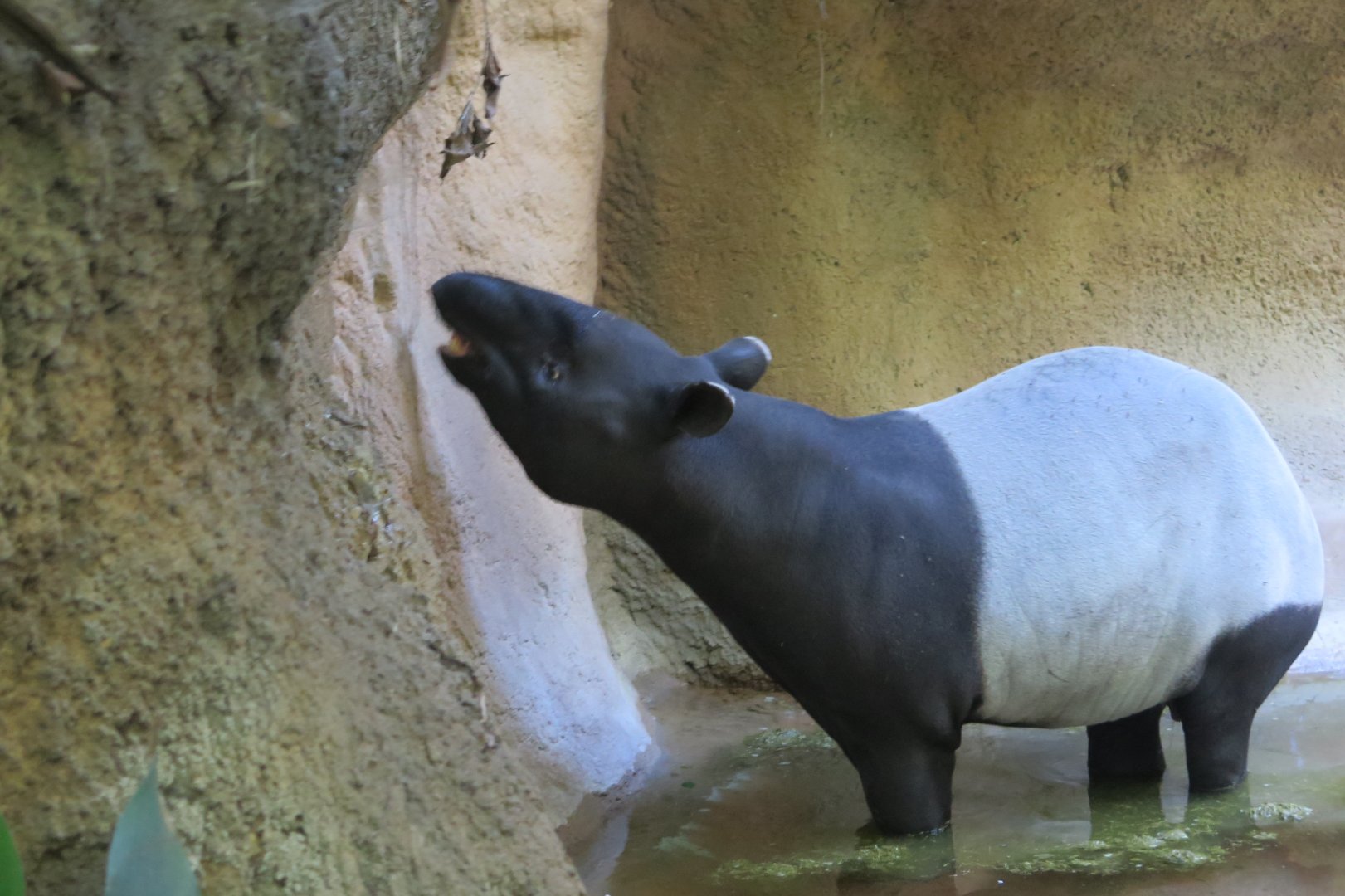 Malayan Tapir(8/23/2024)