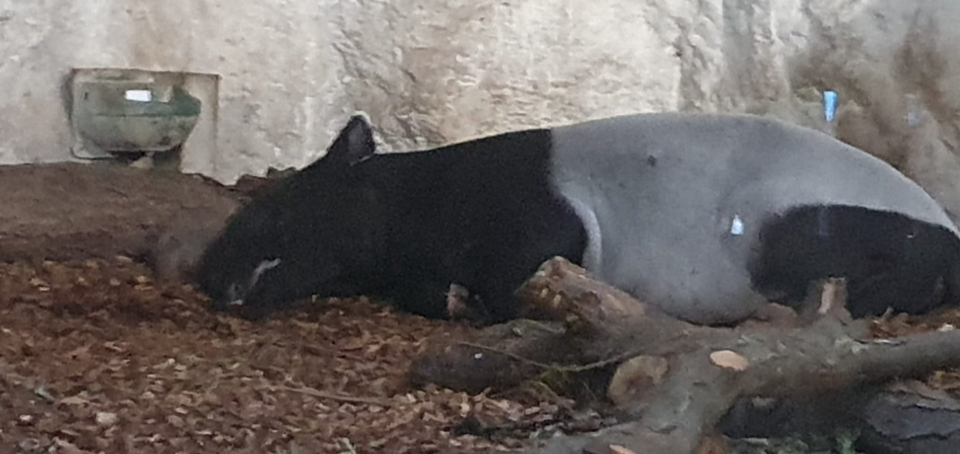 Malayan Tapir 8/7/23