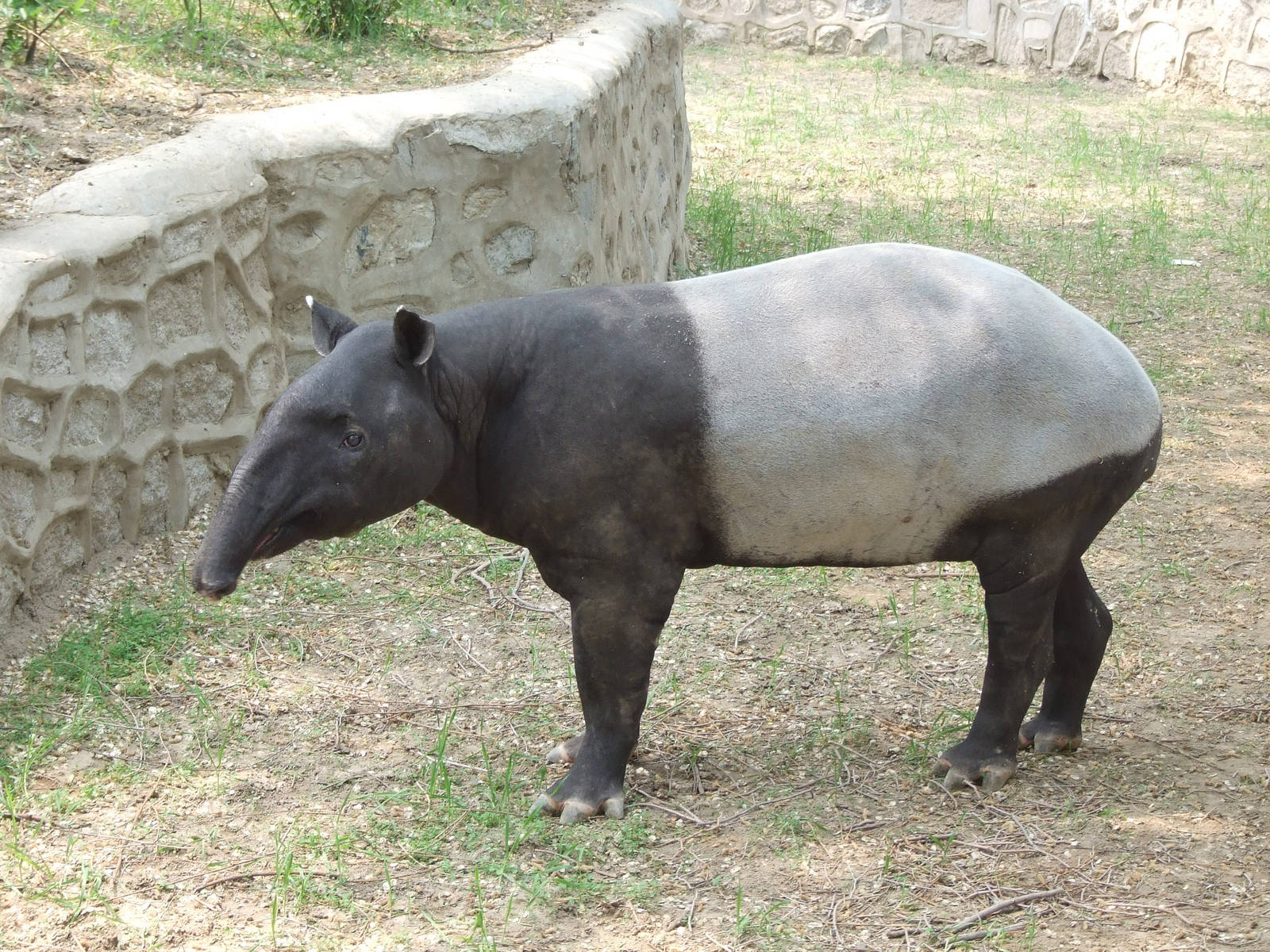 Malayan tapir 96-2