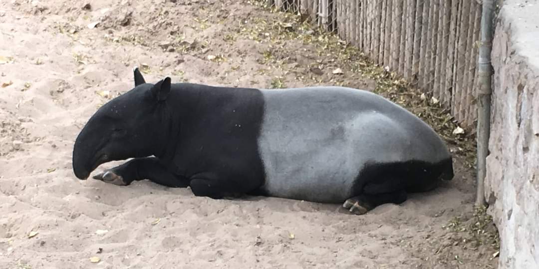 Malayan tapir (Acrocodia indica)
