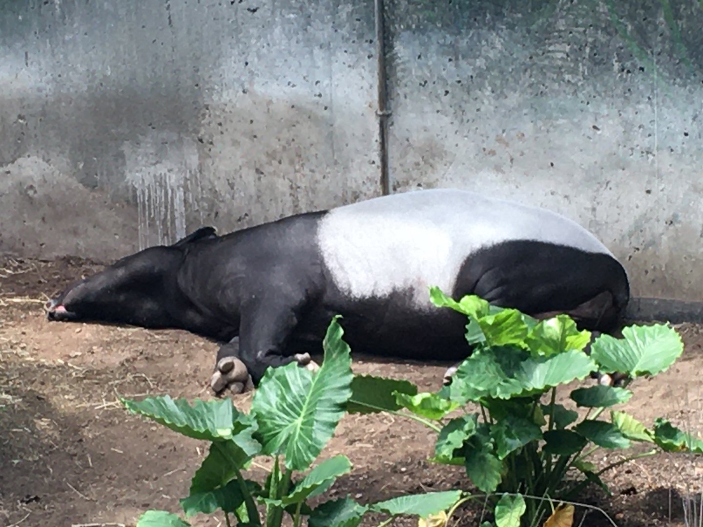 Malayan Tapir (Acrocodia indica)