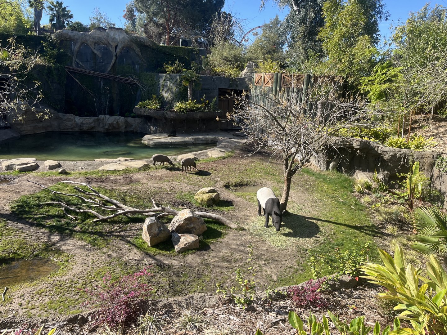Malayan Tapir and Babirusa