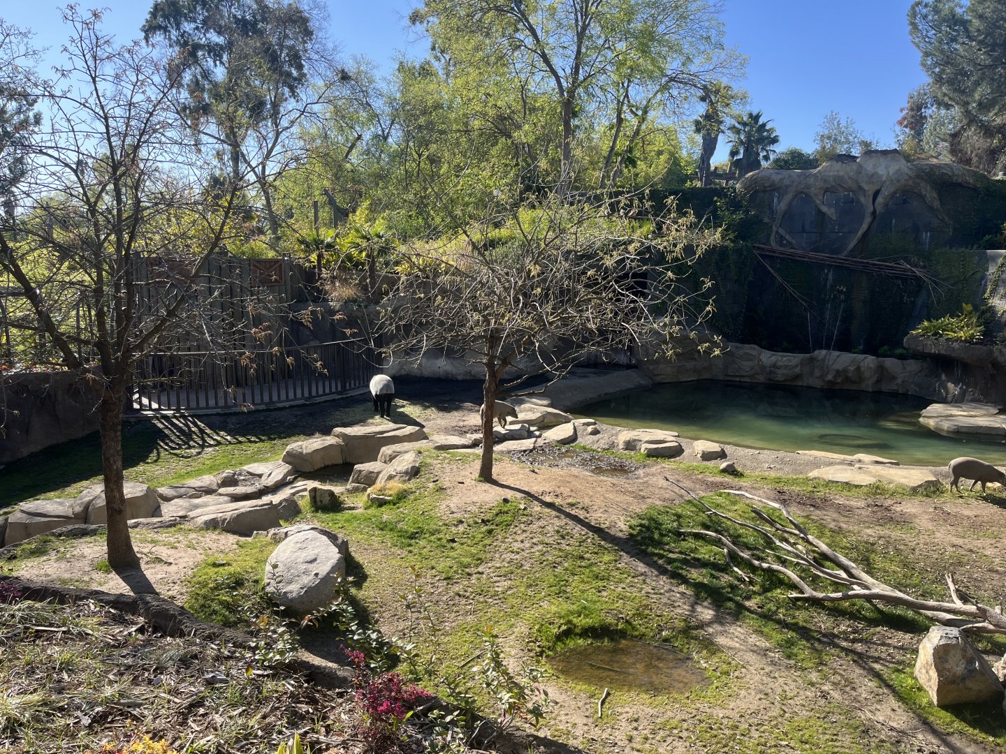 Malayan Tapir and Babirusa