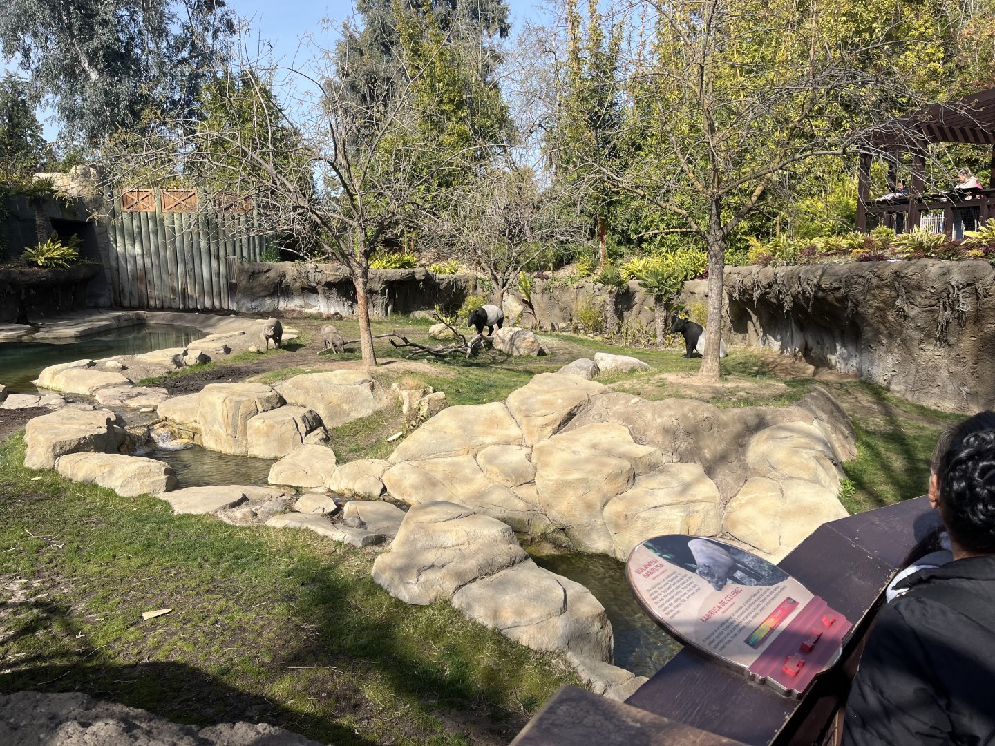 Malayan Tapir and Babirusa