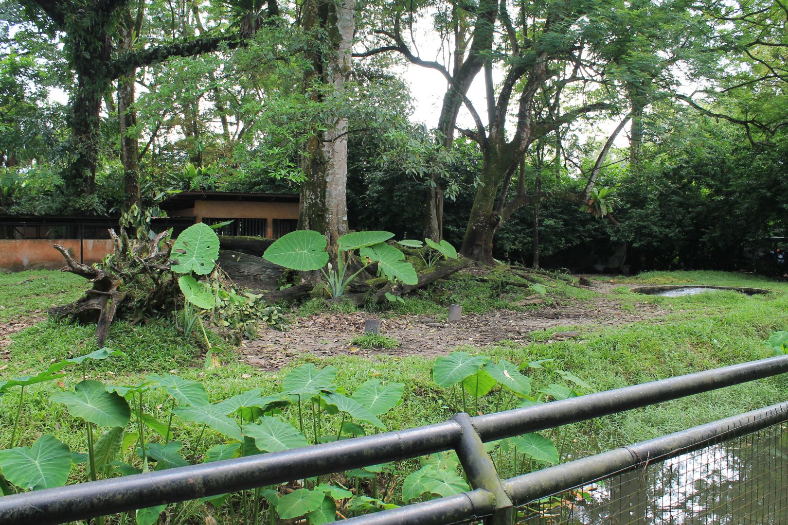 Malayan Tapir and Common Muntjac enclosure