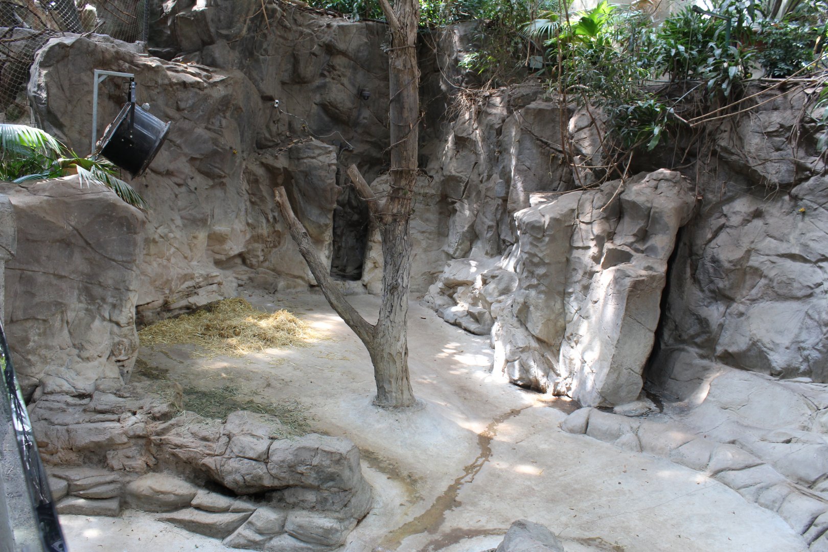 Malayan Tapir and Demoiselle Crane Exhibit - Tropics Trail