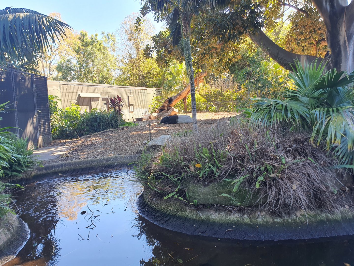Malayan Tapir and Dusky Langur