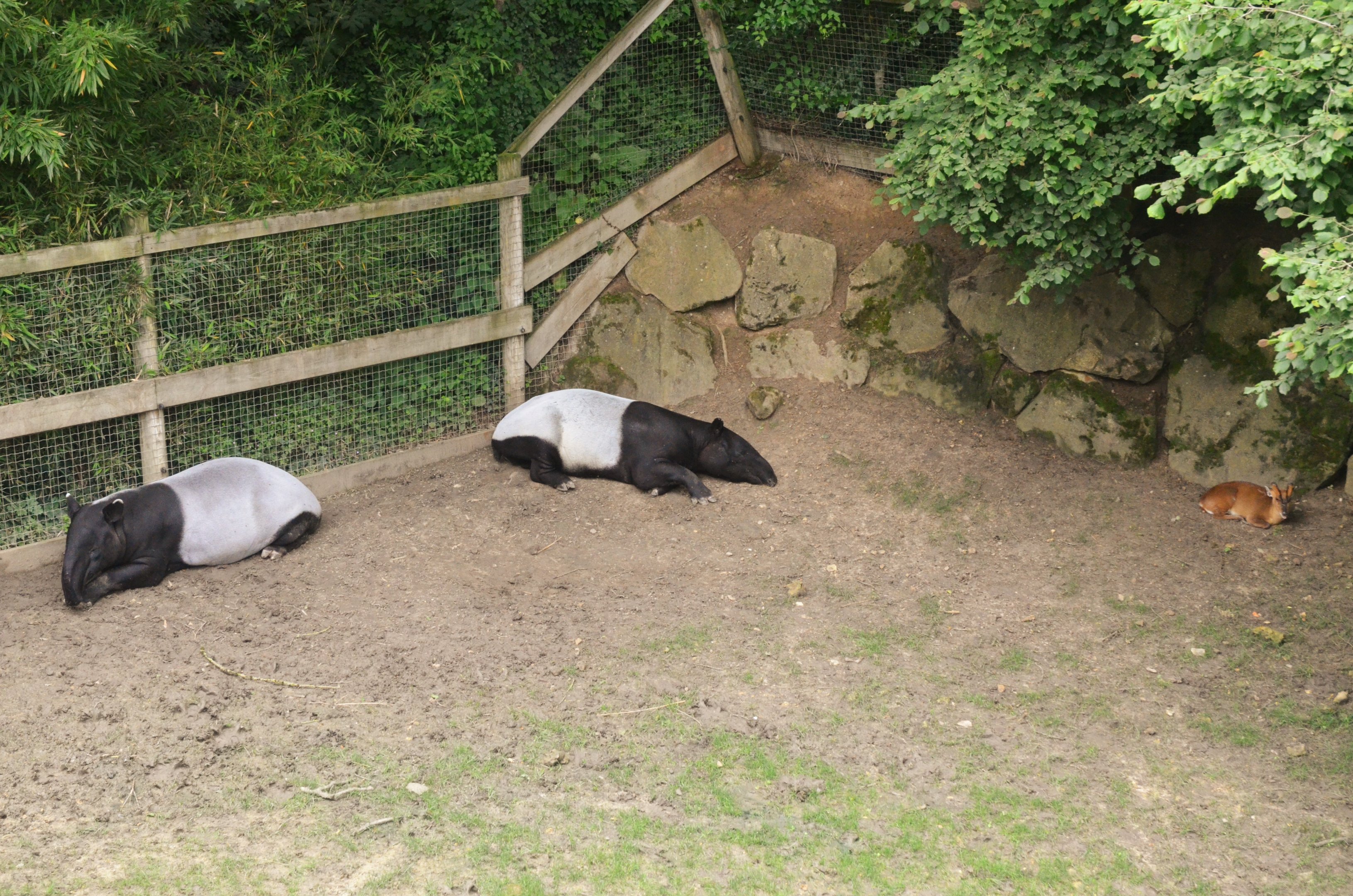 Malayan Tapir and Reeves' Muntjac at Beauval, 12/06/18