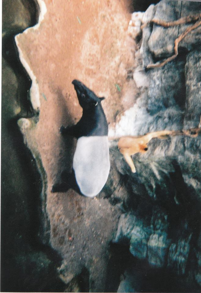 Malayan Tapir and White- cheeked gibbon