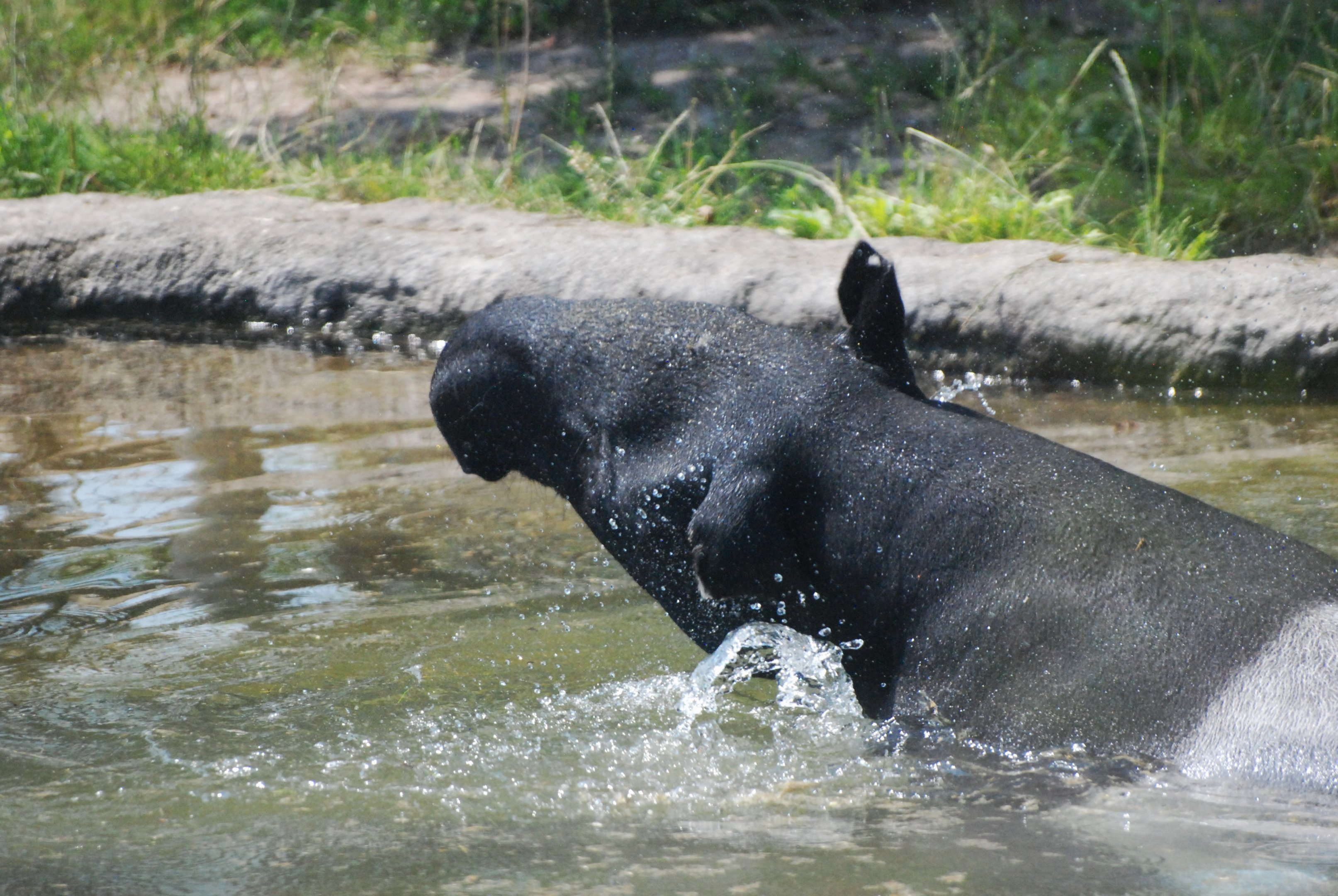 Malayan Tapir at Chester, 20th July 2021