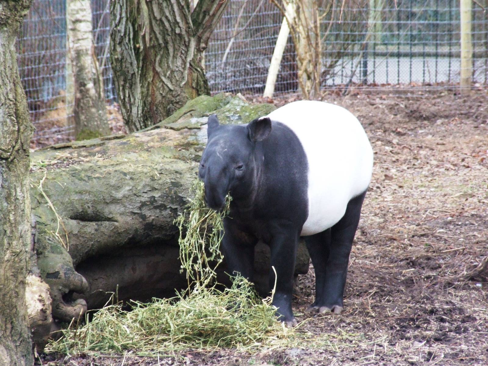 Malayan Tapir at Chester, 24/02/13
